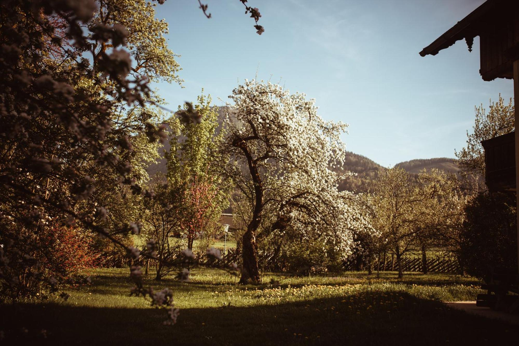 Primushaeusl Gaestehaus Strobl Pokoj fotografie